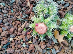 Melocactus conoideus