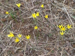 Narcissus cavanillesii