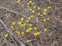 Narcissus cavanillesii