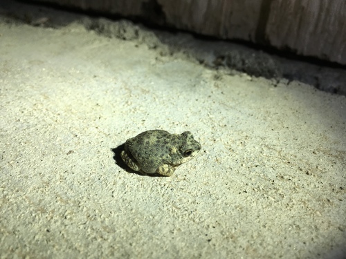 iNaturalist observation photo of Red-spotted Toad