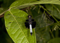 Erythrodiplax unimaculata