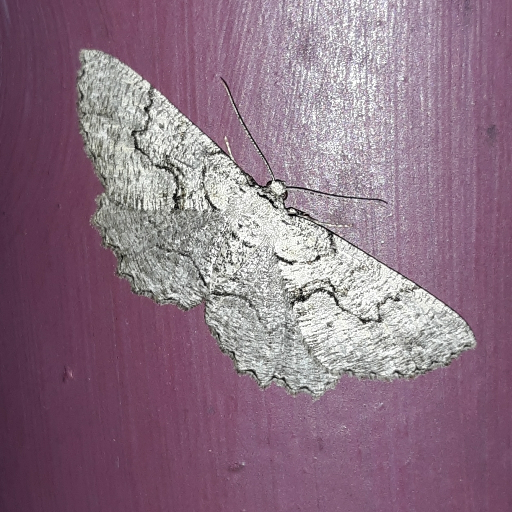 Giant Gray Moth
