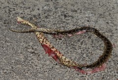 Lampropeltis holbrooki