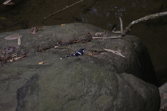 Enicurus schistaceus