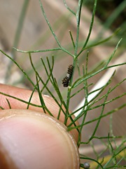 Papilio polyxenes