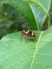 Arocera spectabilis