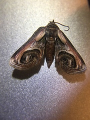 Paectes oculatrix