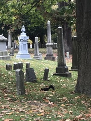 Sciurus carolinensis