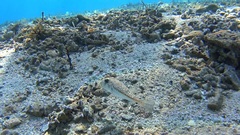 Torquigener flavimaculosus