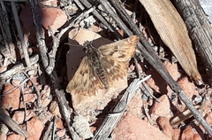 Carcharodus