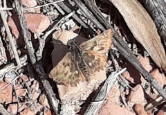 Carcharodus