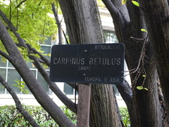 Carpinus betulus