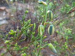 Albuca juncifolia