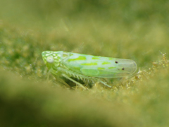 Micantulina stigmatipennis