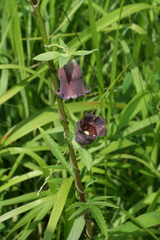 Codonopsis ussuriensis