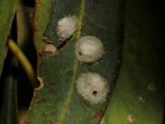 Psyllaephagus bliteus