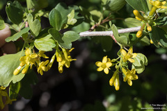 Ribes aureum aureum
