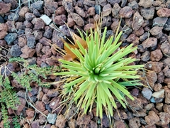 Agave stricta