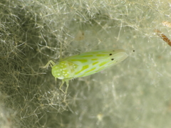 Micantulina stigmatipennis