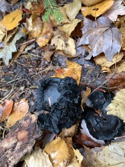 Craterellus cornucopioides