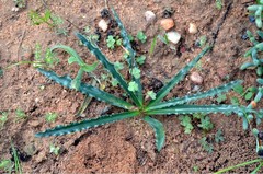 Ledebouria undulata