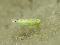 Micantulina stigmatipennis