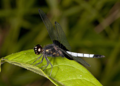 Erythrodiplax unimaculata