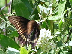 Battus polydamas polydamas