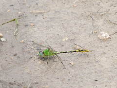 Erpetogomphus crotalinus