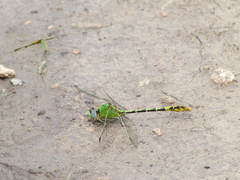 Erpetogomphus crotalinus