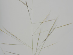 Aristida divaricata