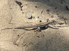 Leiocephalus personatus