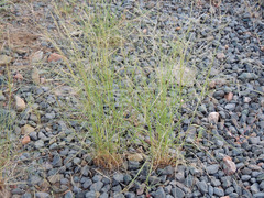 Aristida divaricata