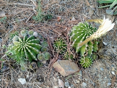 Echinopsis oxygona