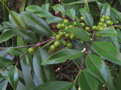 Memecylon pauciflorum