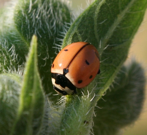 Nine-spotted Lady Beetle photo 4
