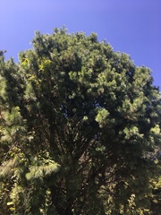 Pinus veitchii