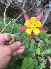 Aquilegia desertorum