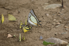 Polyura eudamippus