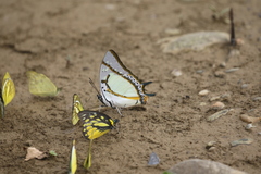 Polyura eudamippus