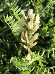 Astragalus inopinatus