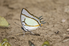 Polyura eudamippus
