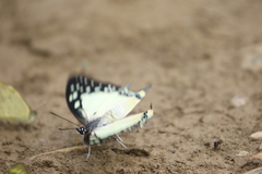 Polyura eudamippus