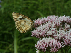 Melanargia halimede