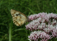 Melanargia halimede