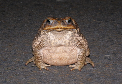 Rhinella marina