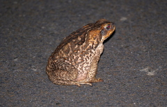 Rhinella marina