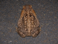 Rhinella marina