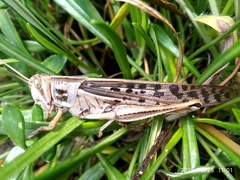 Schistocerca piceifrons