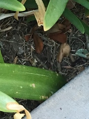 Elgaria multicarinata